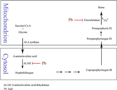 Frontiers | Toxic Mechanisms Of Five Heavy Metals: Mercury, Lead ...